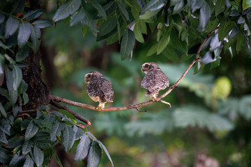 Spotted Owlet isolated in the garden
