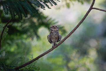 Spotted Owlet isolated in the garden