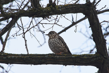 Turdus viscivorus sit on tree
Mistle thrush sit on branch Volgograd region, Russia.
