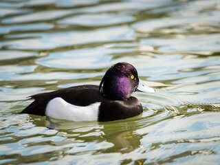 Male Tufted Duck swimming in the pond