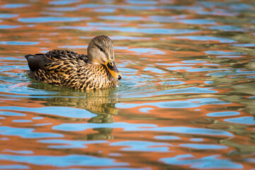  Colourful female duck.