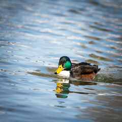  Mallard Duck Swimming