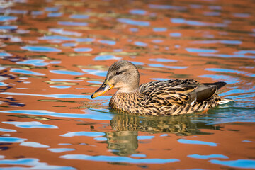 Obraz premium Colourful female duck.