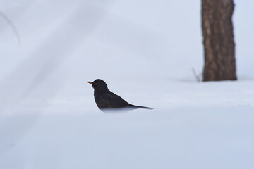 Turdus merula sit on snow
Common blackbird sit on ground Volgograd region, Russia.