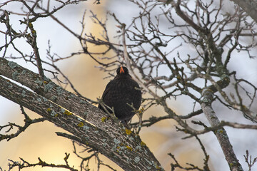 Turdus merula sit on tree on winter scene
Common blackbird sit on branch Volgograd region, Russia/