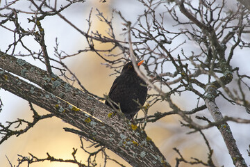Turdus merula sit on tree on winter scene
Common blackbird sit on branch Volgograd region, Russia/