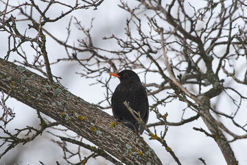 Turdus merula sit on tree on winter scene
Common blackbird sit on branch Volgograd region, Russia/