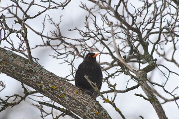 Turdus merula sit on tree on winter scene
Common blackbird sit on branch Volgograd region, Russia/