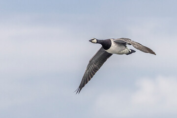 Fototapeta premium Barnacle goose flying