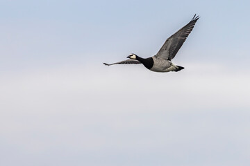 Barnacle goose flying