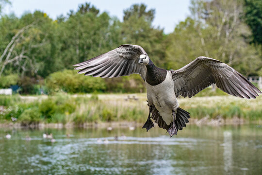 Barnacle geese flying coming in to land