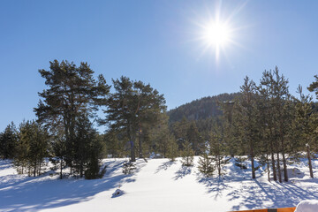 Sun shining on a cold winter day in forest