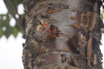 tree trunk with a bird