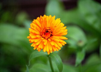 Orange marigold flower on the garden bed in summer.