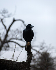 Fototapeta premium bird on a branch
