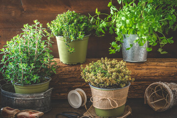 Various herbal plants for the garden or windowsill on wooden background, planting and home cultivation concept