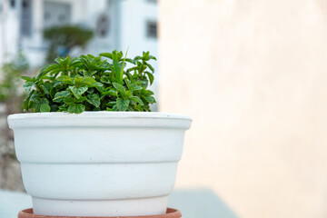 Fresh basil broadleaf green aromatic plant, ocimum basilicum in a ceramic pot, close up view.