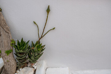 Cactus green bloom succulent plant with thorn on whitewashed wall background.