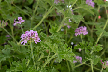 Citronella geranium, Pink bloom mosquito repellent plant background, herb, alternative therapy