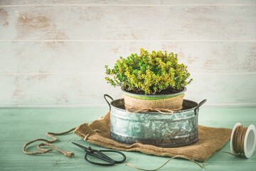 Thyme herb plant in a pewter pot on a light green and white wooden background, vintage look, copy space