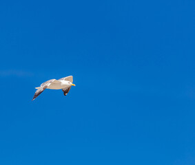 Sea gull open wing fly, clear blue sky background. Herring gull white color, under view