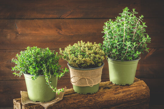Various herbal plants for the garden or windowsill in a row on wooden background, planting or home cultivation concept, copy space