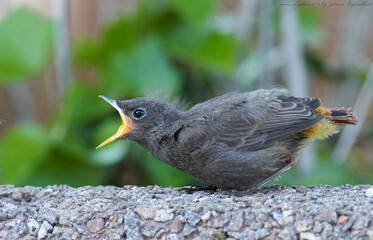 Hausrotschwanz (Phoenicurus ochruros)