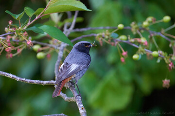 Hausrotschwanz (Phoenicurus ochruros)
