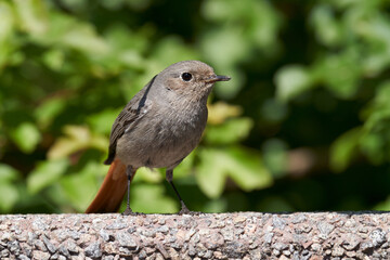 Hausrotschwanz (Phoenicurus ochruros)