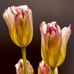 sonnige Tulpen