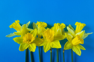 Flag of independence Ukraine. Freedom blue and yellow narcissus flowers below. Stop Putin. Stop war...