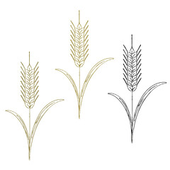 小麦　wheat　のイラスト　線画