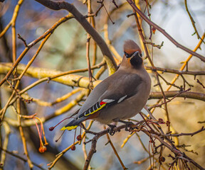 The waxwing is sitting on a branch of an apple tree. Close-up.