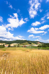 7月の北海道富良野、麦畑