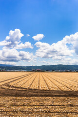 Fototapeta na wymiar 7月の北海道富良野、玉ねぎ畑