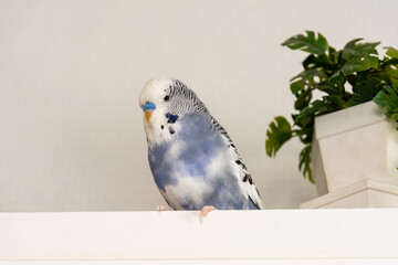 a blue and white budgie on a wooden board
