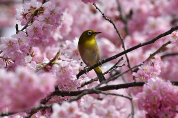 メジロと河津桜