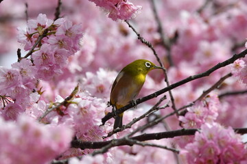 メジロと河津桜
