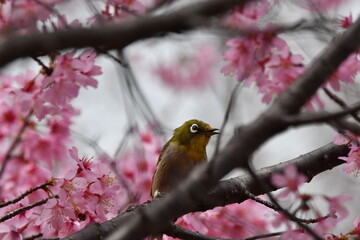 メジロとオカメサクラ