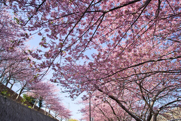 三浦海岸の河津桜並木2