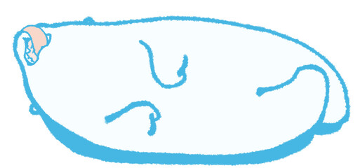 横になってだらけて舌を出すしろくま（青色）