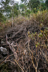 small tree trunk in the area of Mount Salak Halimun Indonesia