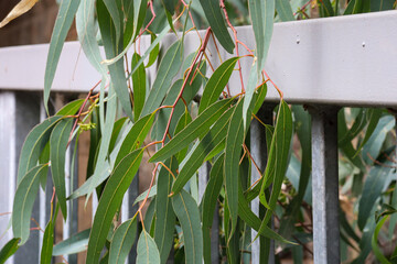 eucalyptus leaves and fence