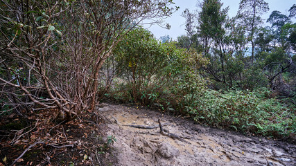 Cool forest on the way to the crater area of ​​the Salak Halimun mountain area, Indonesia