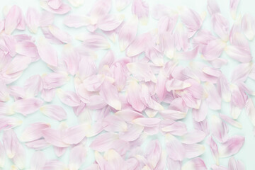Pink tulip petals on pastel background.