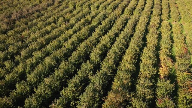 Aerial Over Fruit Garden With Apple Citrus Cherry Trees Planted In Smooth Row