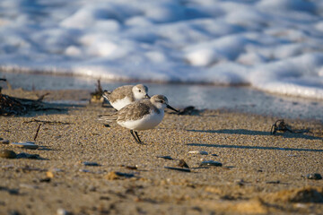 Sanderling (Calidris alba) feeding on the sand beach by the sea
