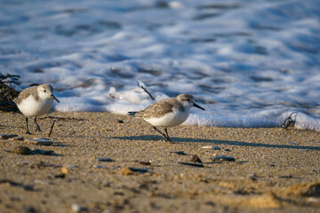 Sanderling (Calidris alba) feeding on the sand beach by the sea