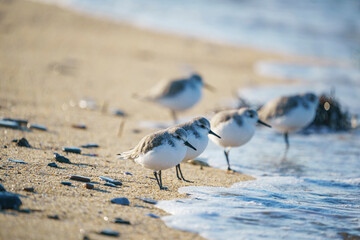 Sanderling (Calidris alba) feeding on the sand beach by the sea