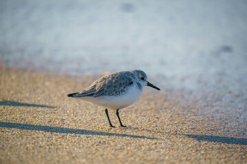 Sanderling (Calidris alba) feeding on the seashore